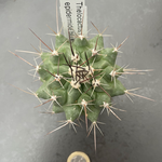 Thelocactus Rinconensis epidermide blu