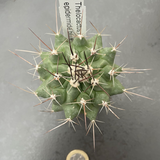 Thelocactus Rinconensis epidermide blu
