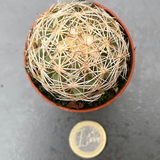 Coryphantha cornifera
