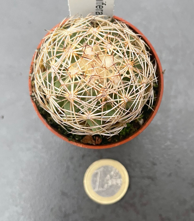 Coryphantha cornifera