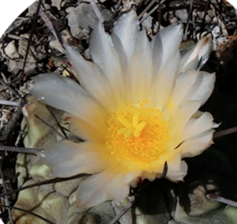 Thelocactus multicephalus pan 266