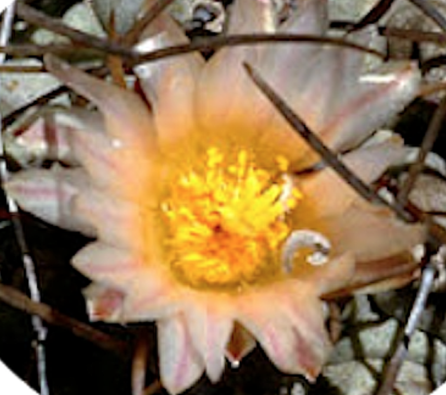 Thelocactus multicephalus pan 266