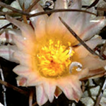 Thelocactus multicephalus pan 266