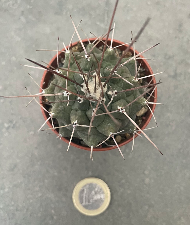 Thelocactus multicephalus pan 266