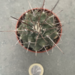 Thelocactus multicephalus pan 266