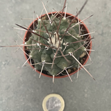Thelocactus multicephalus pan 266