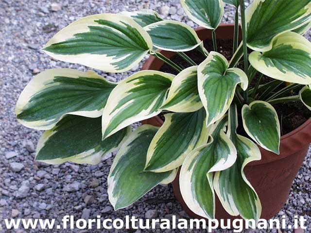 Hosta Mildred Seaver