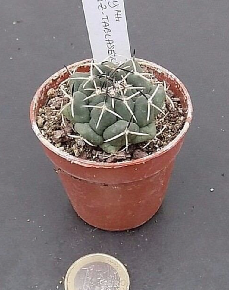 Coryphantha maiz tablasensis