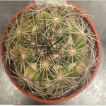 Coryphantha palmeri