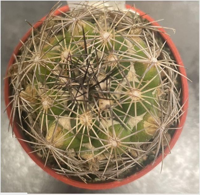 Coryphantha palmeri
