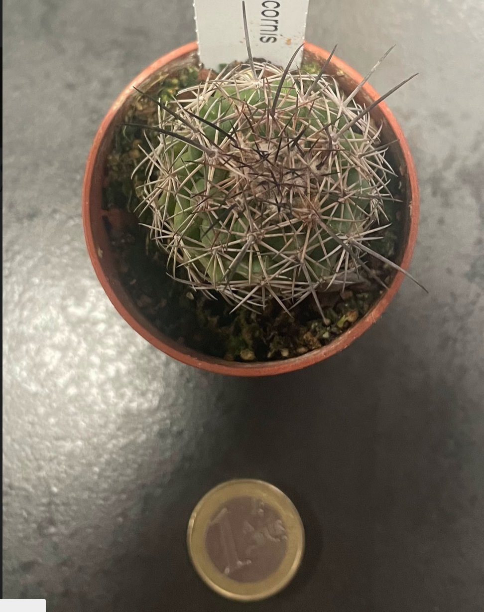 Coryphantha longicornis