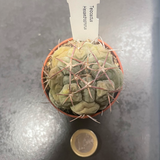 Thelocactus hexaedrophourus