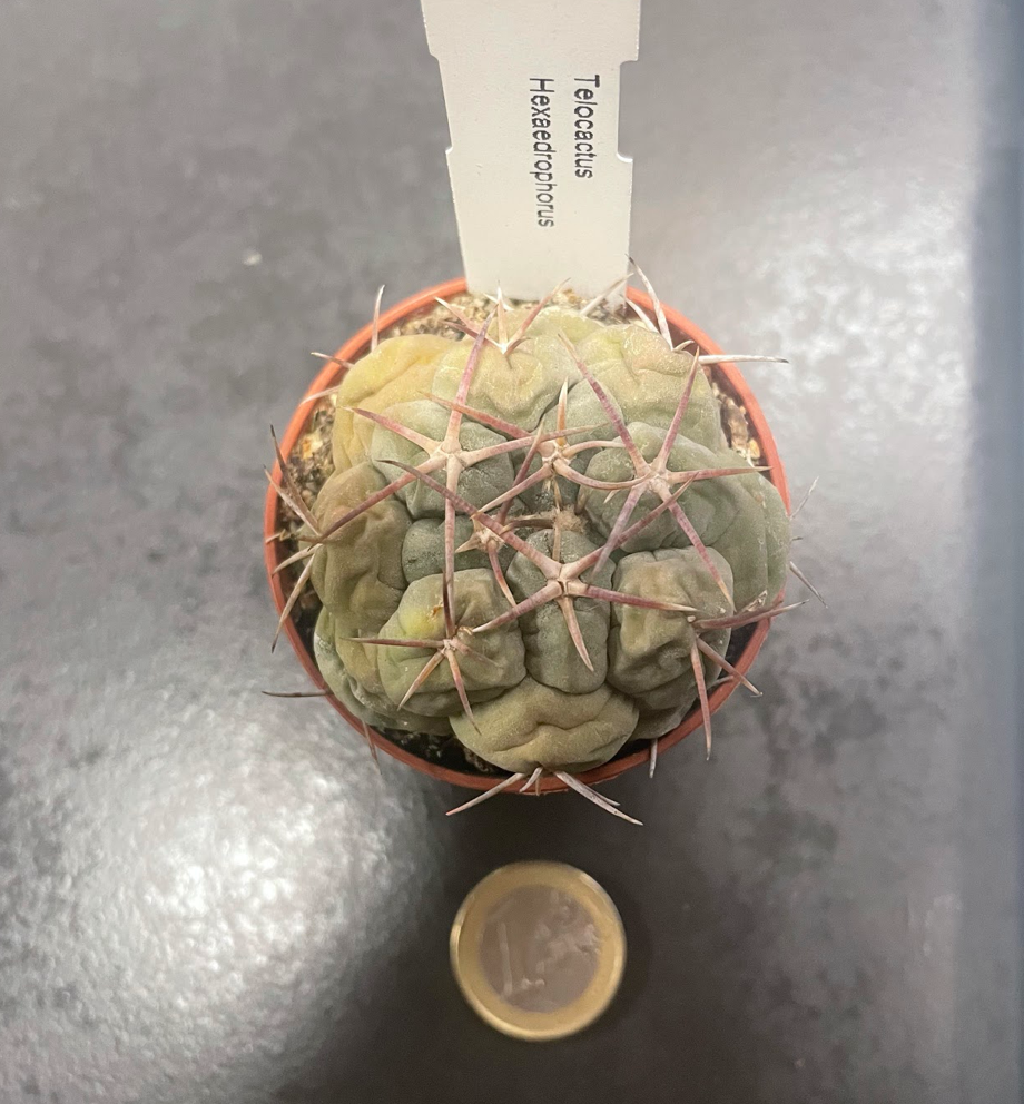 Thelocactus hexaedrophourus