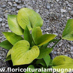 Hosta Gold Edger