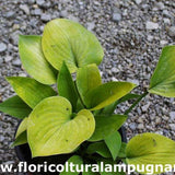 Hosta Gold Edger