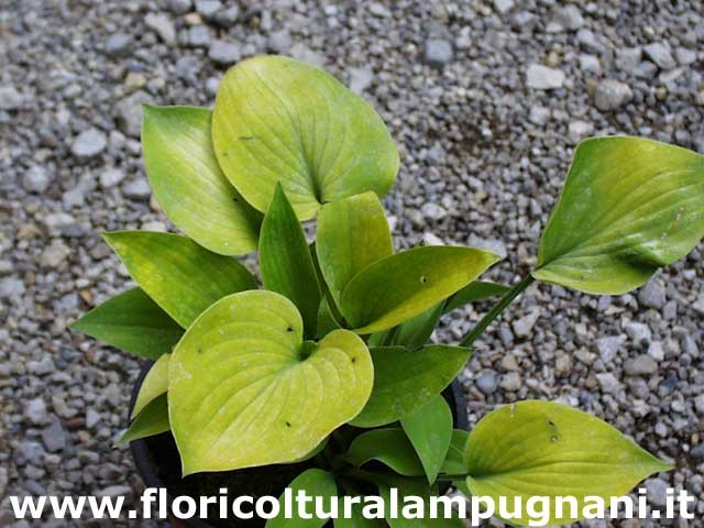 Hosta Gold Edger