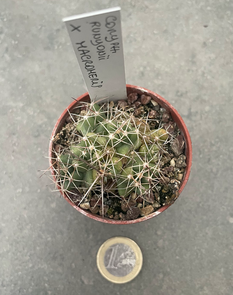 Coryphantha runyonii x macromeris