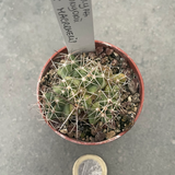 Coryphantha runyonii x macromeris