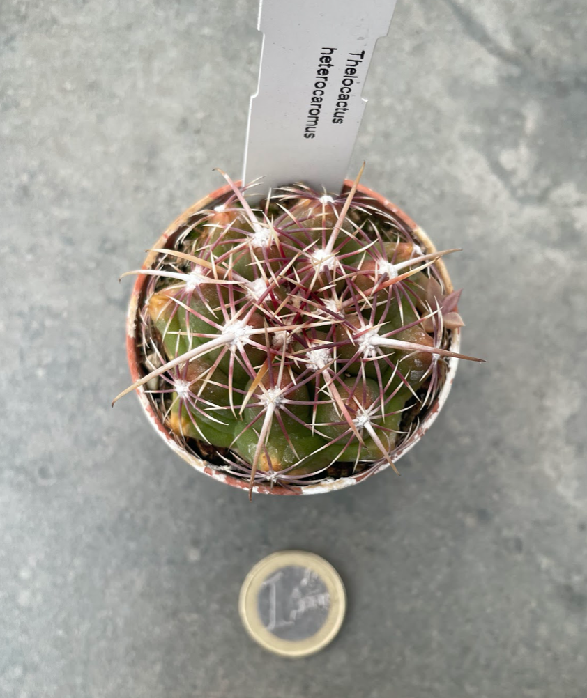 Thelocactus heterocaromus