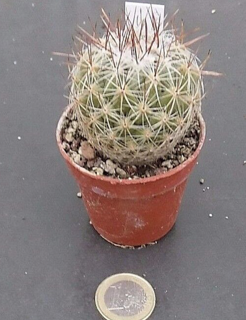 Thelocactus saussieri