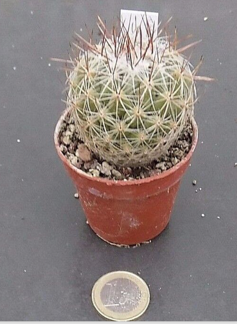 Thelocactus saussieri