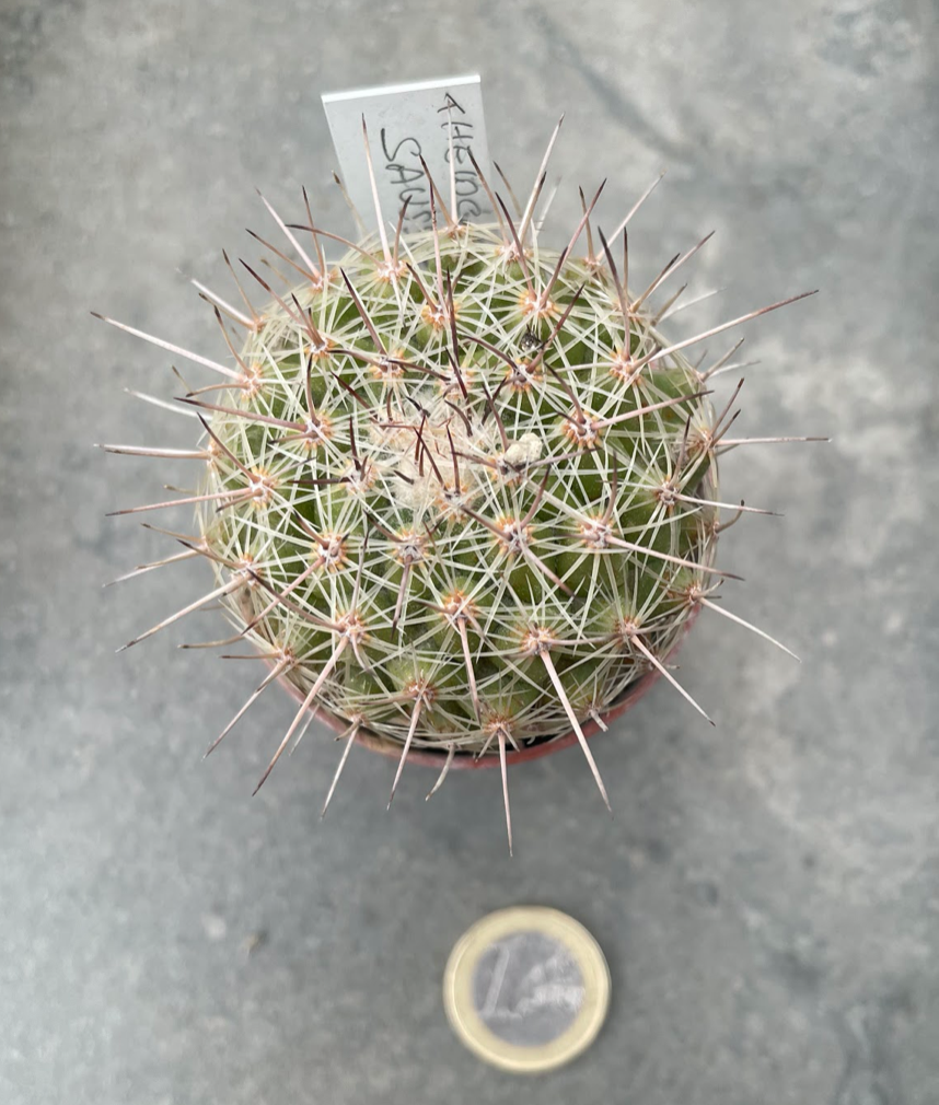 Thelocactus saussieri