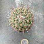 Thelocactus saussieri