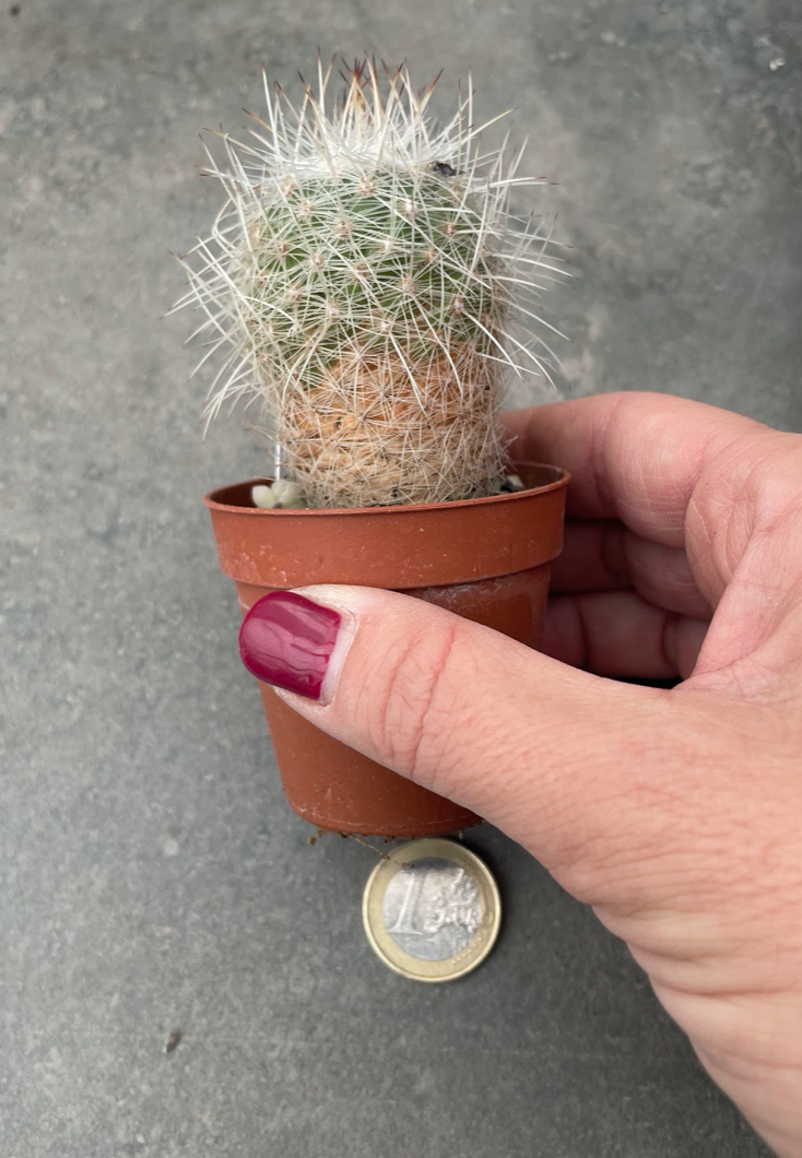 Thelocactus Conothele argenteus sb 1862