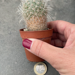Thelocactus Conothele argenteus sb 1862
