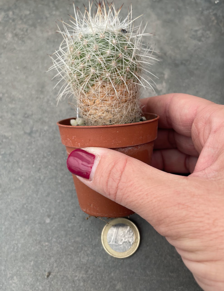 Thelocactus Conothele argenteus sb 1862