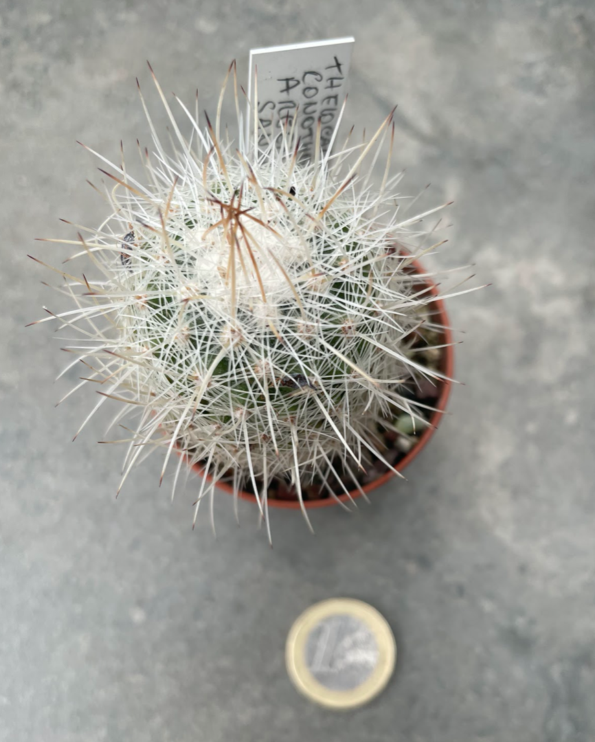 Thelocactus Conothele argenteus sb 1862