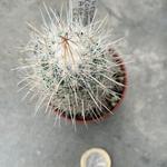 Thelocactus Conothele argenteus sb 1862
