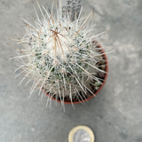 Thelocactus Conothele argenteus sb 1862