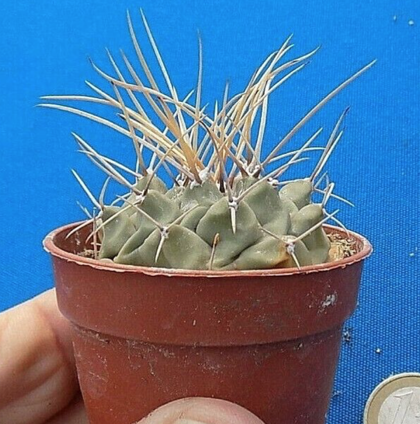 Thelocactus multicephalus puentes