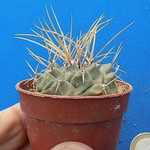 Thelocactus multicephalus puentes