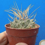 Thelocactus multicephalus puentes