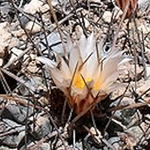 Thelocactus multicephalus puentes