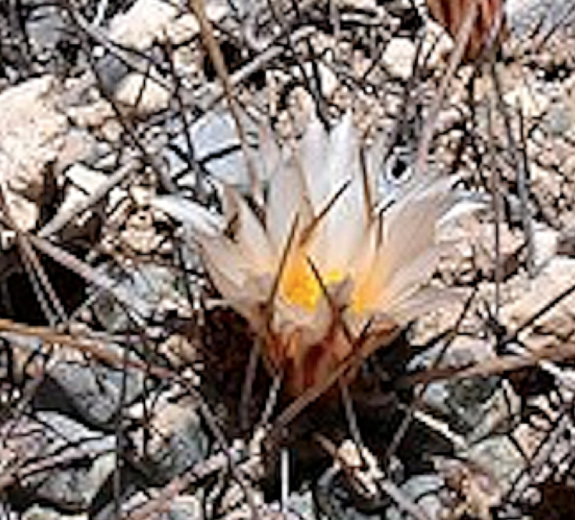 Thelocactus multicephalus puentes