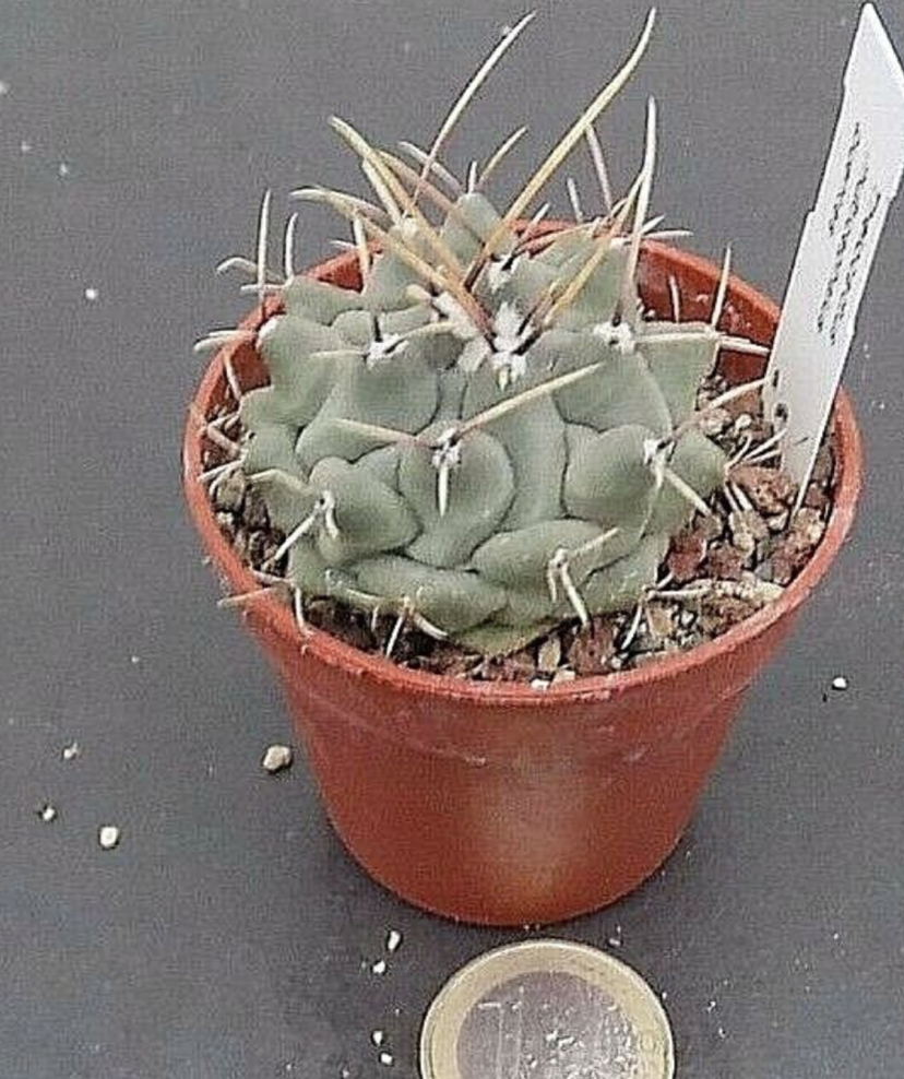Thelocactus multicephalus puentes