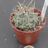 Thelocactus multicephalus puentes