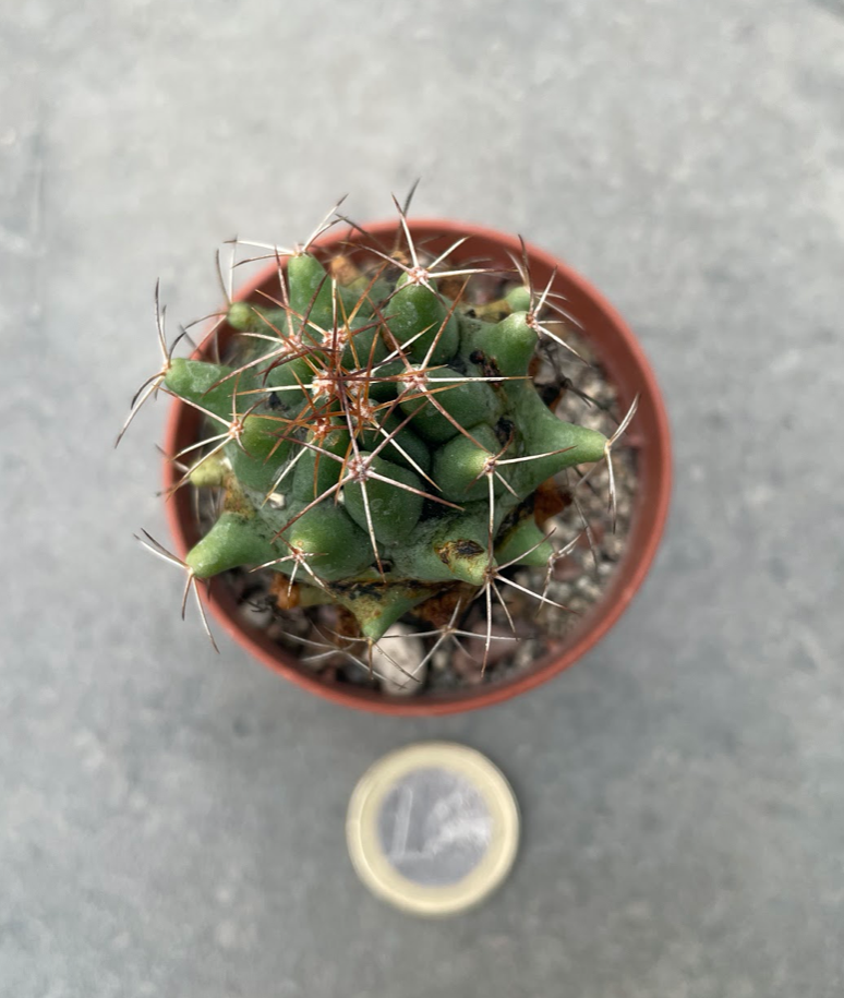Coryphantha clava
