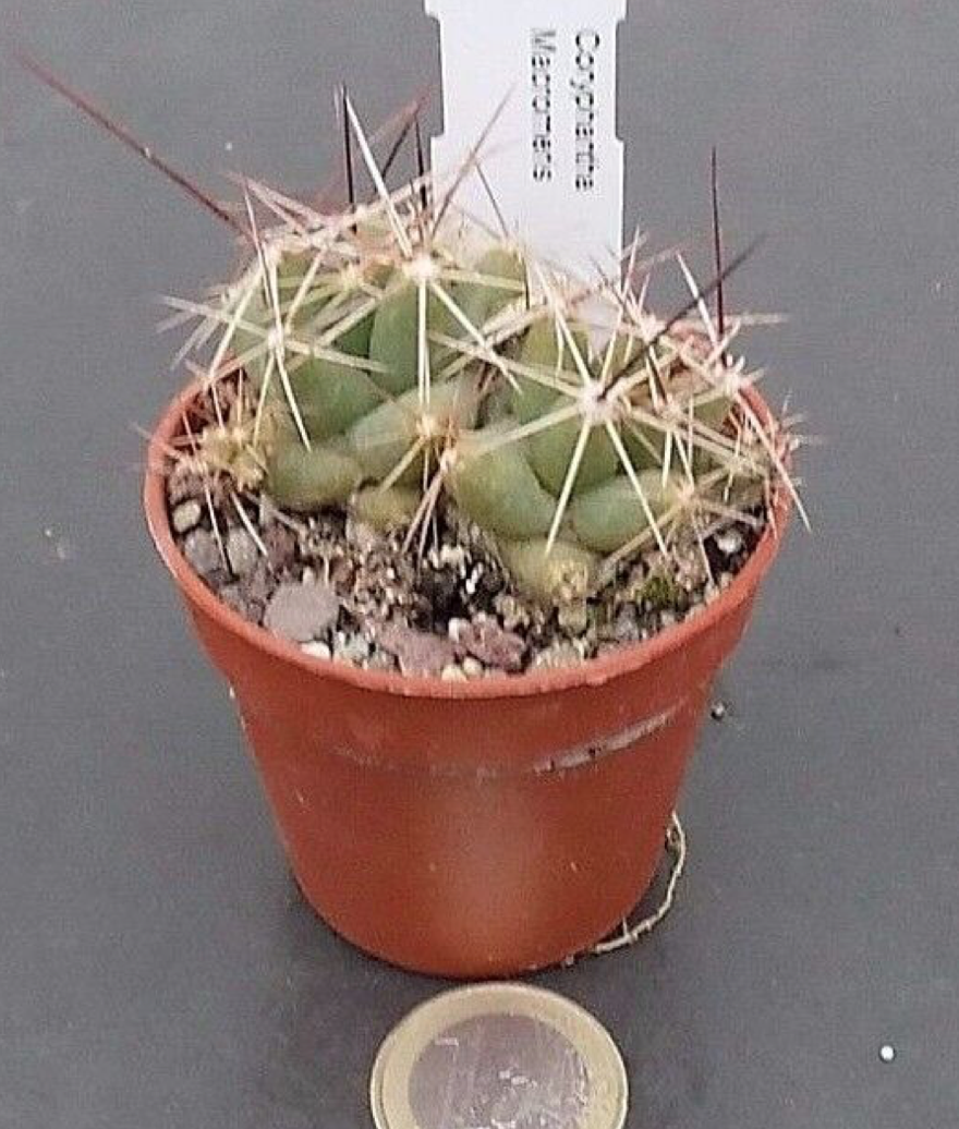 Coryphantha macromeris