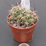 Coryphantha macromeris