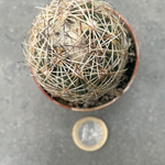 Coryphantha radians spp. Longispina