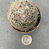 Coryphantha radians spp. Longispina