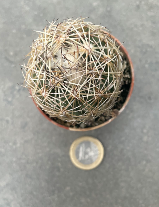 Coryphantha radians spp. Longispina