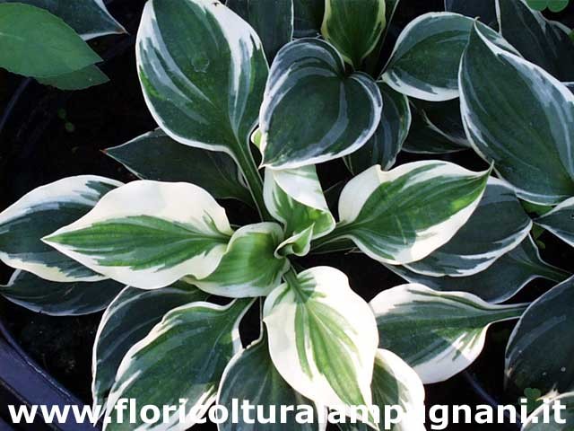 Hosta Fair Maiden