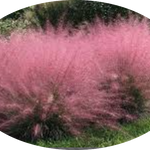 Muhlenbergia capillaris vaso 14