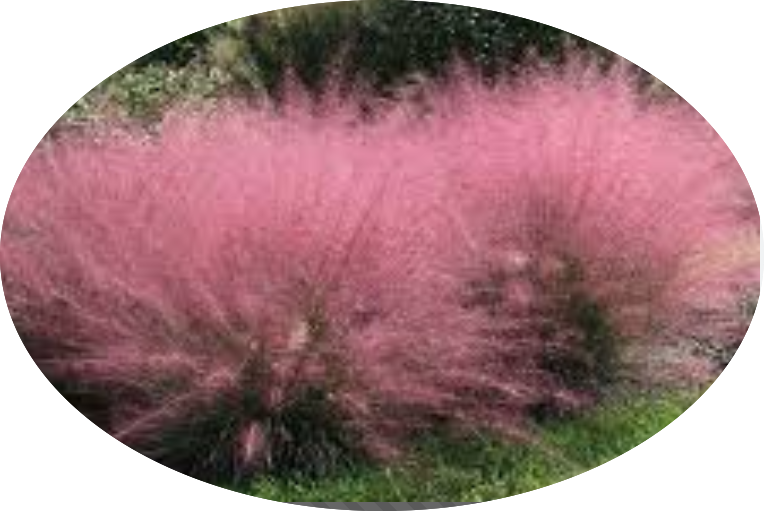 Muhlenbergia capillaris vaso 14