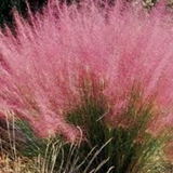 Muhlenbergia capillaris vaso 14